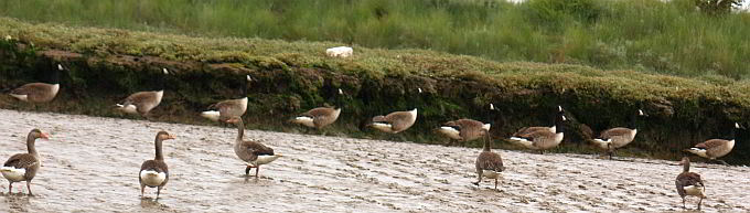 ipswich-geese-680