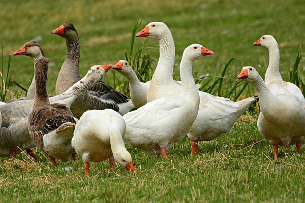 gans 600